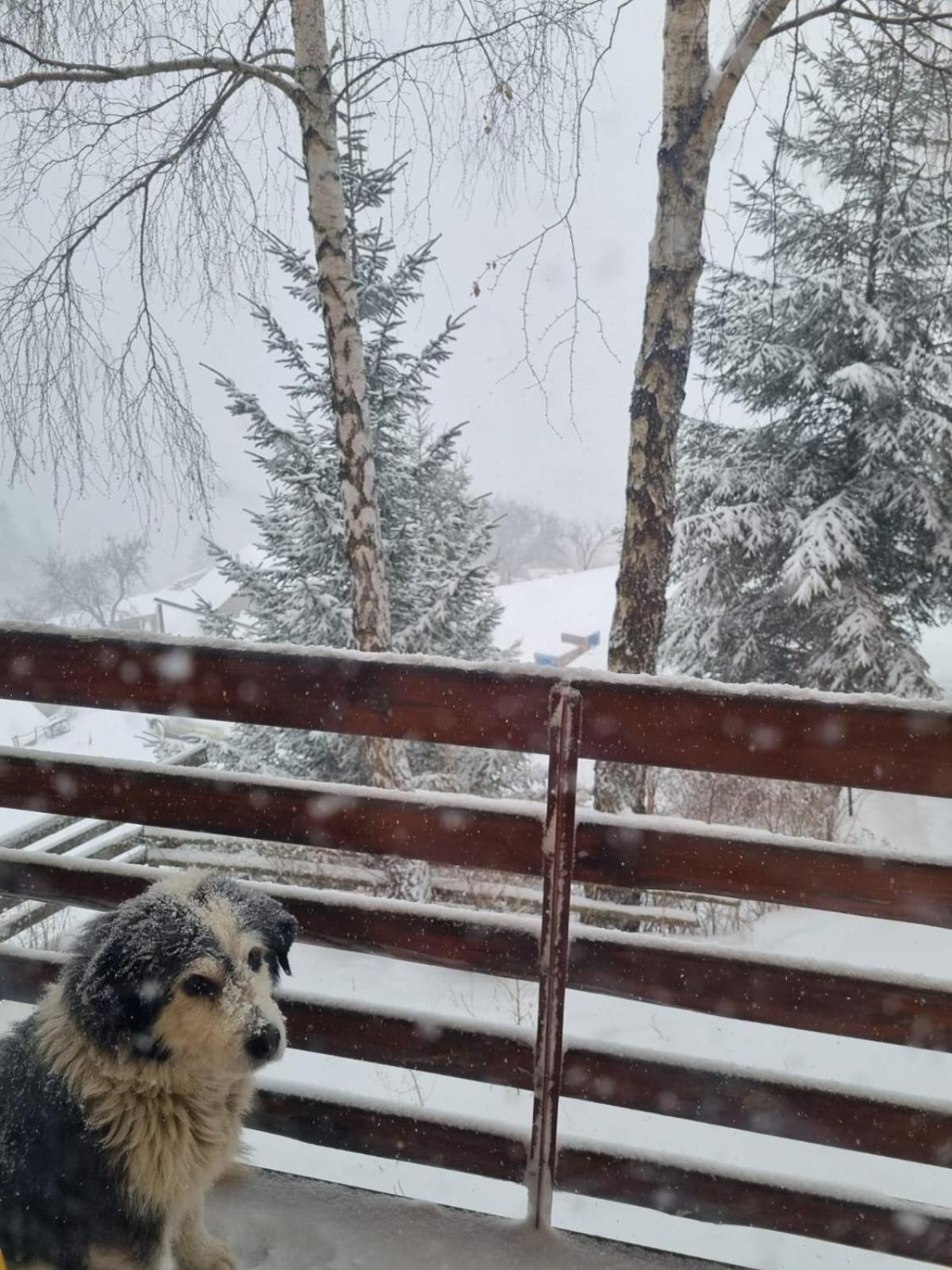 Mosorel Măgura Eksteriør bilde